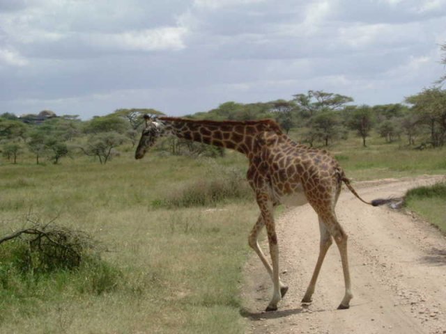 serengeti_07