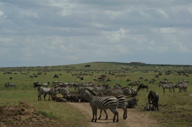 serengeti_17