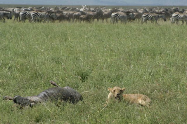 serengeti_38